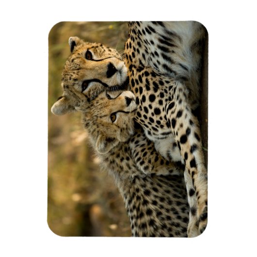 Cheetah Cub Snuggling met zijn moeder Magneet (Verticaal)