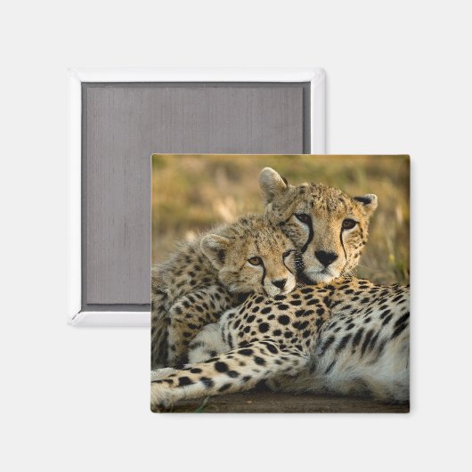 Cheetah Cub Snuggling met zijn moeder Magneet (Voorkant / Achterkant)