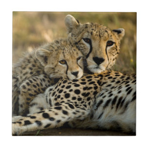 Cheetah Cub Snuggling met zijn moeder Tegeltje