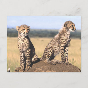 Cheetah Cubs Briefkaart