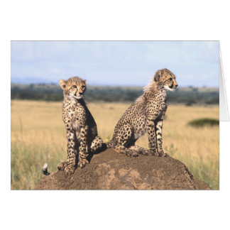 Cheetah Cubs Card