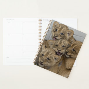 Cheetah Cubs Jouer