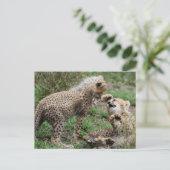 Cheetah Cubs Jouer Carte postale (Debout devant)