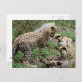 Cheetah Cubs Jouer Carte postale (Devant / Derrière)