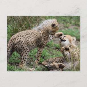 Cheetah Cubs Jouer Carte Postale