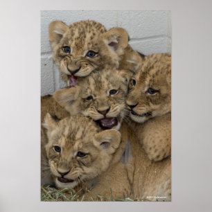 Cheetah Cubs spelen Poster