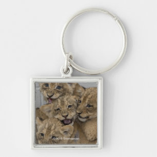 Cheetah Cubs spelen Sleutelhanger