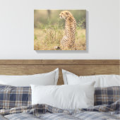 Cheetah dans un cadre sauvage toile enveloppée Imp (Insitu(Chambre))