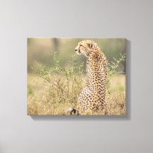 Cheetah dans un cadre sauvage toile enveloppée Imp