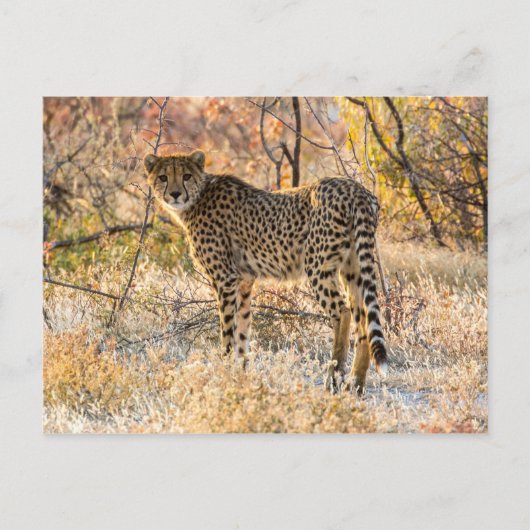 Cheetah die rond kijkt briefkaart (Voorkant)