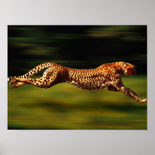 Cheetah die zijn prooi jaagt poster