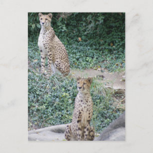 CHEETAH - DUBBEL LIJDEN BRIEFKAART