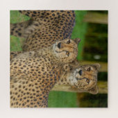 Cheetah Duo Legpuzzel (Horizontaal)