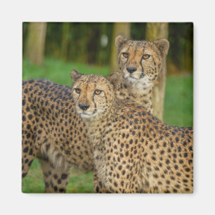 Cheetah Duo Magneet