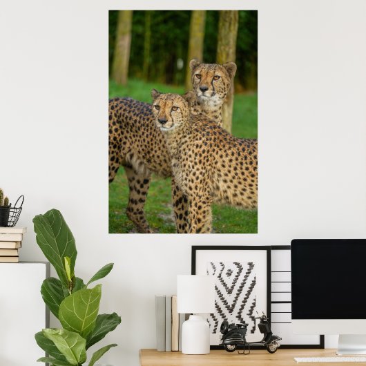 Cheetah Duo Poster (Thuiskantoor)