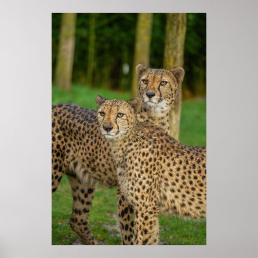 Cheetah Duo Poster (Voorkant)