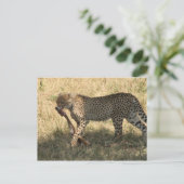 Cheetah eet briefkaart (Staand voorkant)