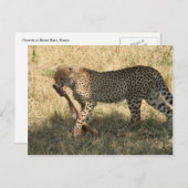 Cheetah eet briefkaart (Voorkant / Achterkant)