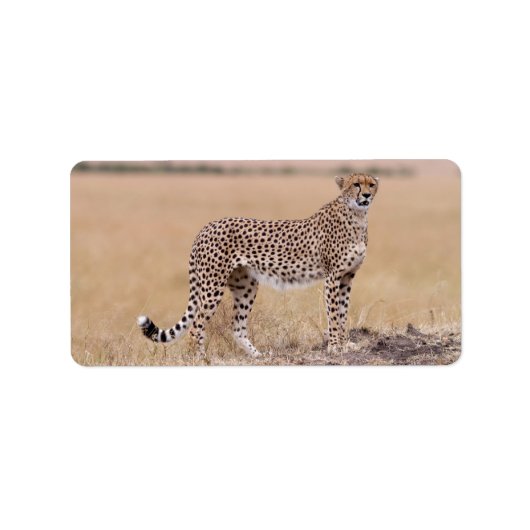 Cheetah Etiket (Voorkant)