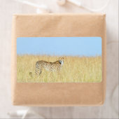 Cheetah Etiket (Insitu)