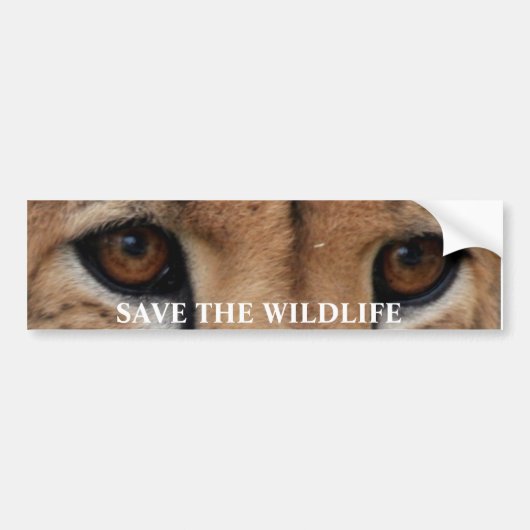 Cheetah Eyes1, BESPAAR HET WILDE LEVEN Bumpersticker (Voorkant)