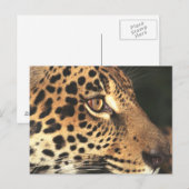 Cheetah Face Briefkaart (Voorkant / Achterkant)