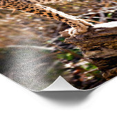 Cheetah Foto Afdruk (Hoek)