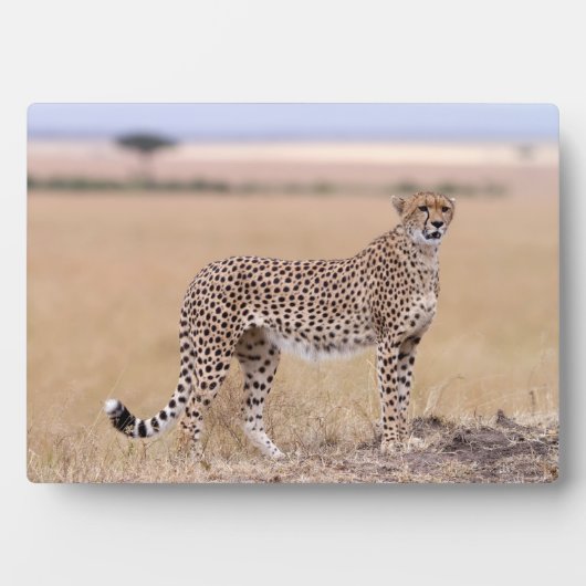 Cheetah Fotoplaat (voorkant)