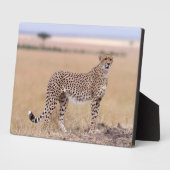 Cheetah Fotoplaat (Zijkant)