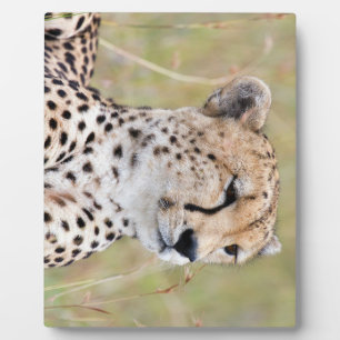 Cheetah Fotoplaat