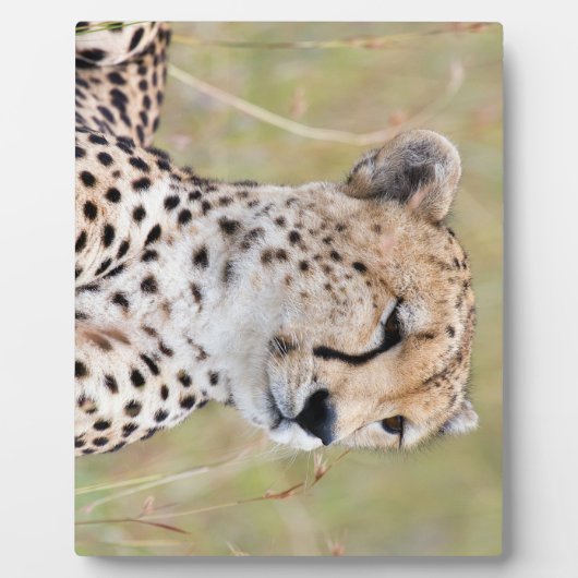 Cheetah Fotoplaat (Voorkant)