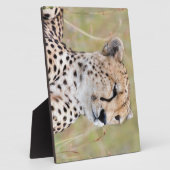 Cheetah Fotoplaat (Zijkant)