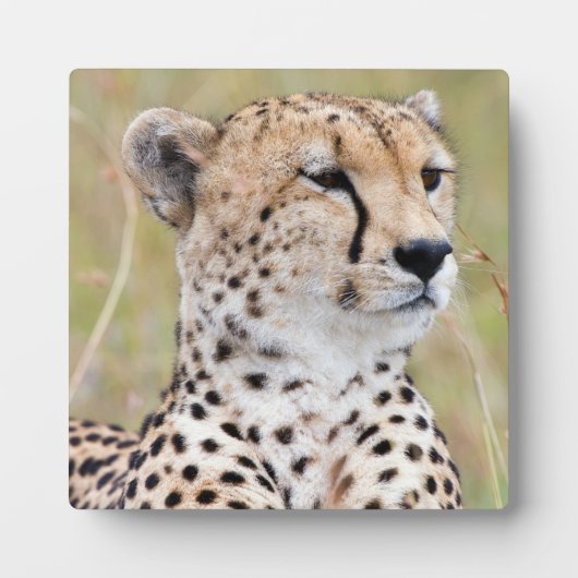 Cheetah Fotoplaat (Voorkant)