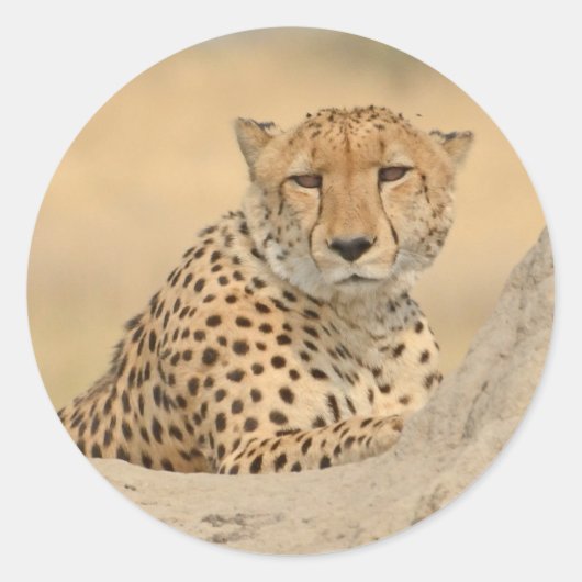 Cheetah Gaze Sticker (Voorkant)