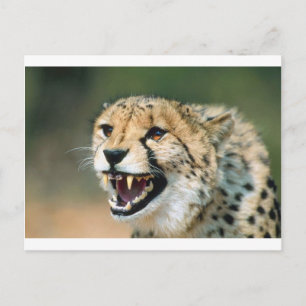 Cheetah Growl Briefkaart