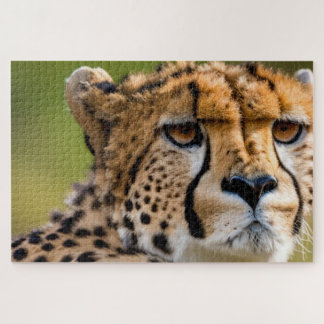 Cheetah Headshot Legpuzzel
