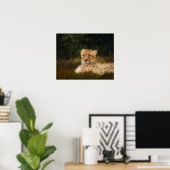 Cheetah herstellen op Fossil Rim Poster (Thuiskantoor)