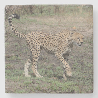 Cheetah in beweging. stenen onderzetter