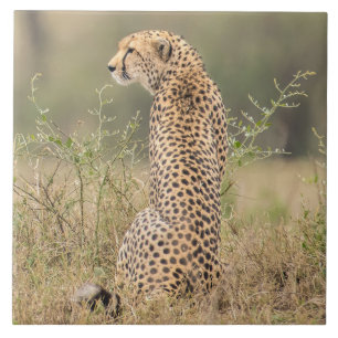 Cheetah in een natuurlijk Afrikaans gebied Tegeltje