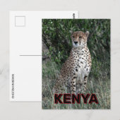Cheetah in Kenia Briefkaart (Voorkant / Achterkant)