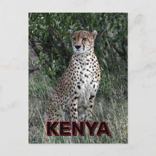 Cheetah in Kenia Briefkaart (Voorkant)