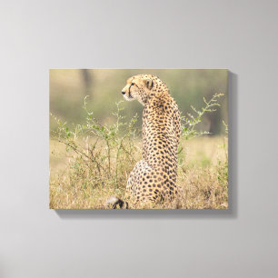 Cheetah in Natuurlijke Plaatsing Verpakt Canvas Afdruk