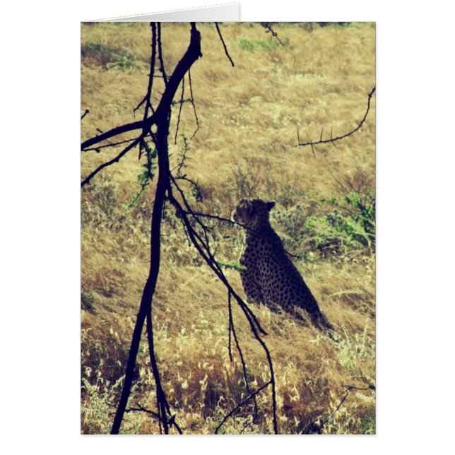 Cheetah in Samburu (Voorkant)