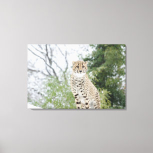 Cheetah in sneeuw canvas afdruk
