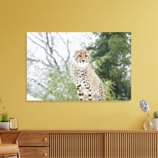 Cheetah in sneeuw canvas afdruk (Insitu (Woonkamer))