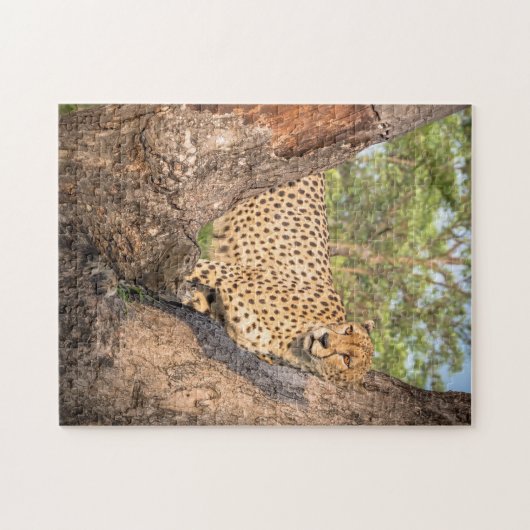 Cheetah in Tree Puzzle (Horizontal)