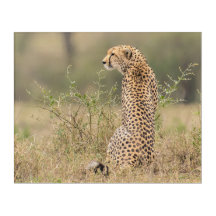 Cheetah in Wilde Afrikaanse omgeving