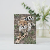 Cheetah Info Card Briefkaart (Staand voorkant)