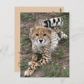 Cheetah Info Card Briefkaart (Voorkant / Achterkant)