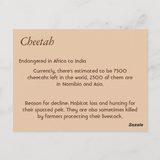 Cheetah Info Card Briefkaart (Achterkant)